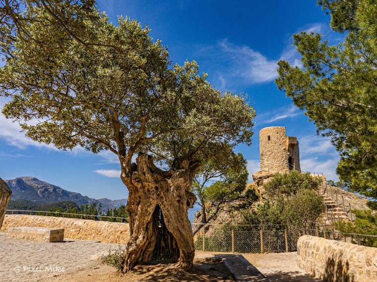Majorca_Torre_del_Verger_7