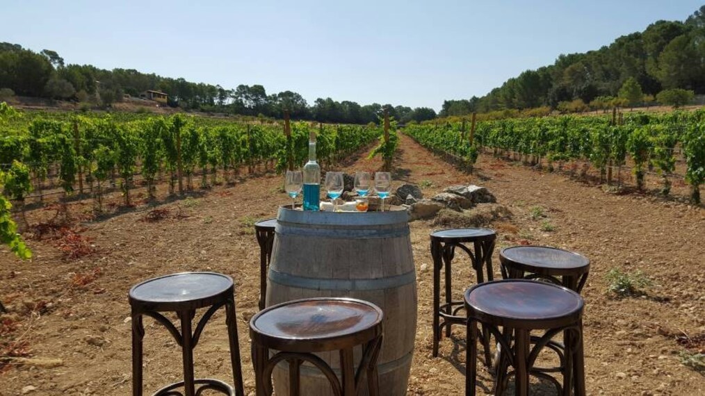 Majorca_Wine_Tasting_Tour_1