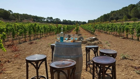 Wine Tasting Tour Majorca