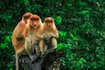 Malaysia_wildlife