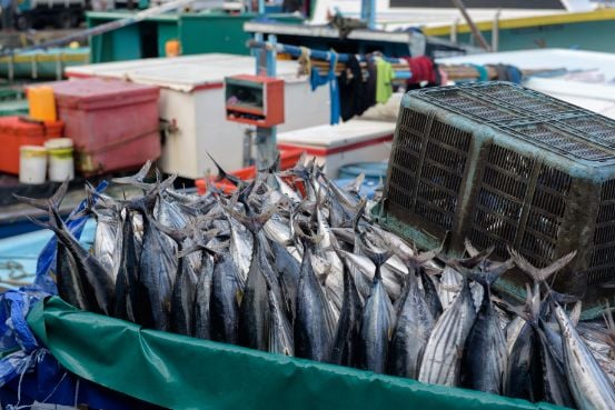 maldives_male_fish_market_1