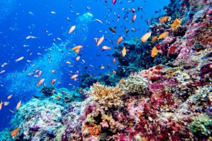 maldives_scuba_diving_2