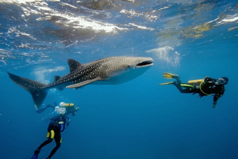 maldives_scuba_diving_4