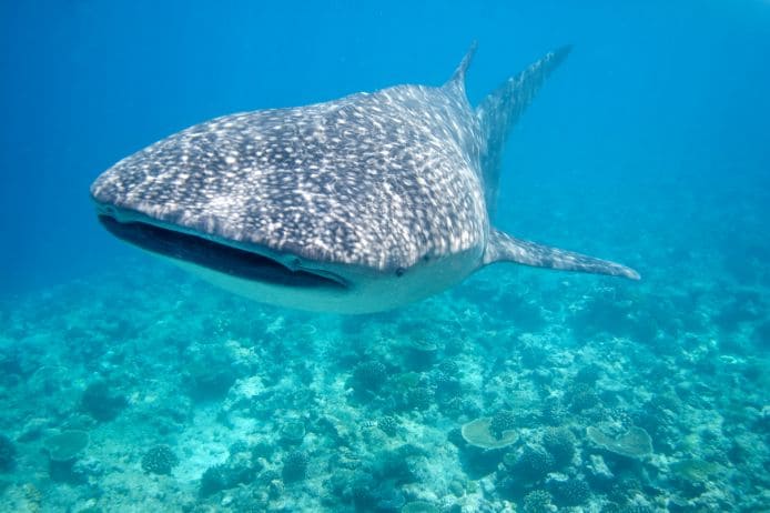 maldives_whale_or_dolphin_watching_4