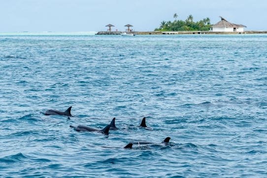 maldives_whale_or_dolphin_watching