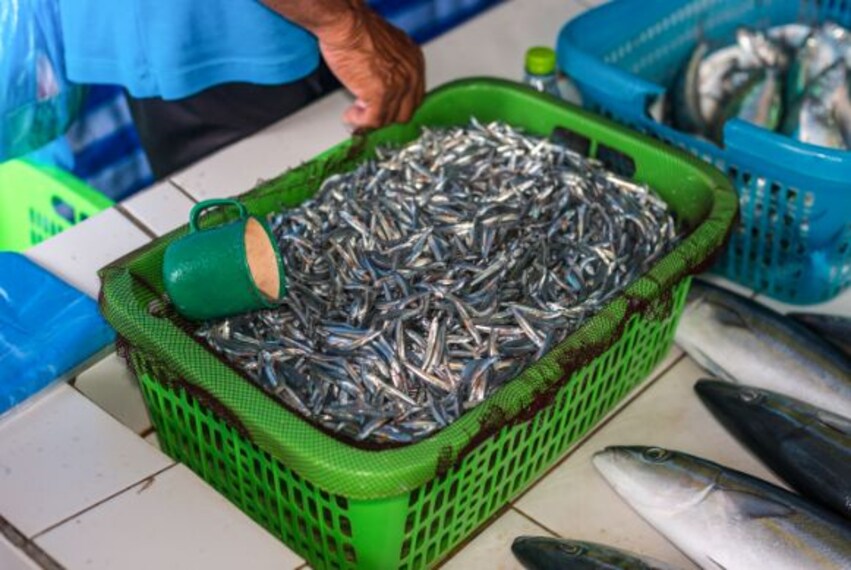 maldives_male_fish_market_3