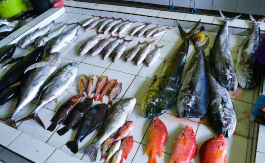 maldives_male_fish_market