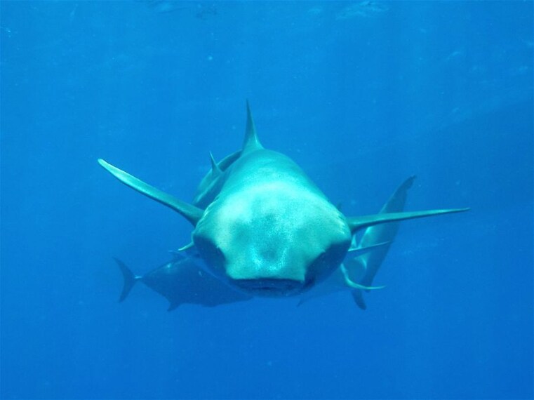 maldives_whale_or_dolphin_watching_1