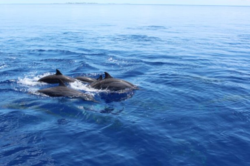 maldives_whale_or_dolphin_watching_2