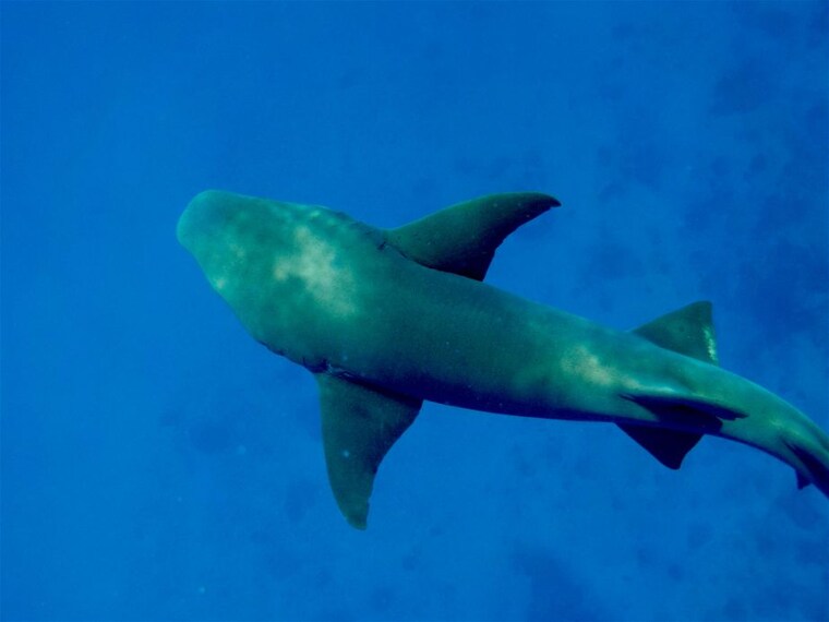 maldives_whale_or_dolphin_watching_3