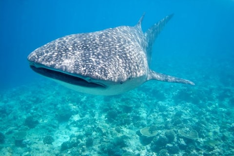 Whale or Dolphin Watching