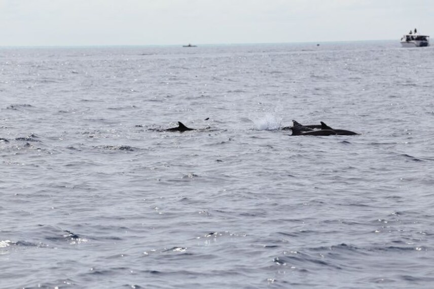 maldives_whale_or_dolphin_watching_5