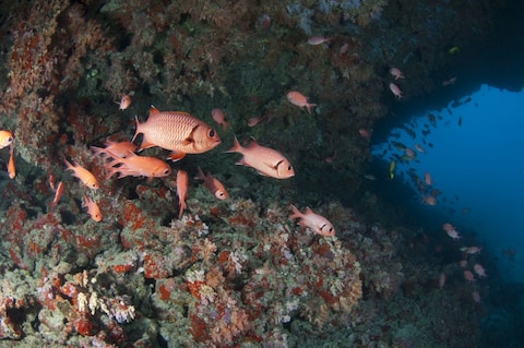 HP Reef