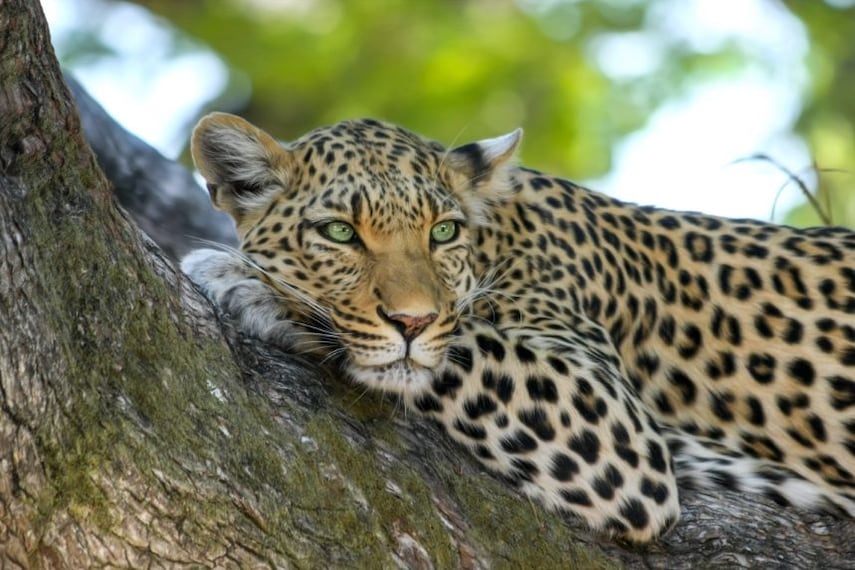 Shikari_devi_wildlife_sanctuary_2