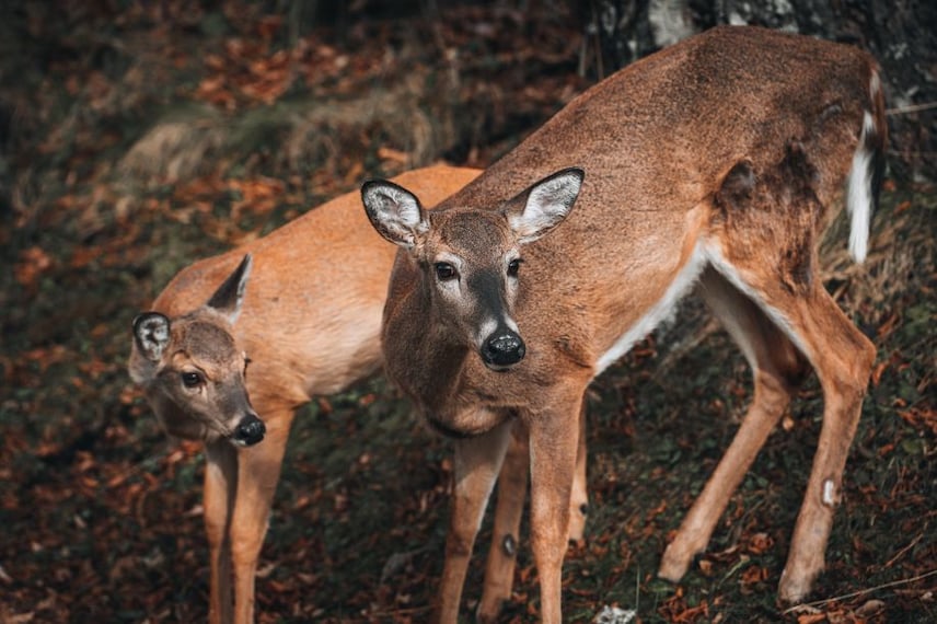 Shikari_devi_wildlife_sanctuary_3