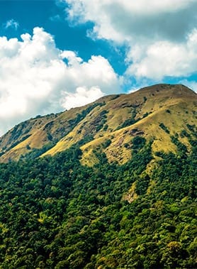 Mangalore Kudremukh National Park Portrait Image