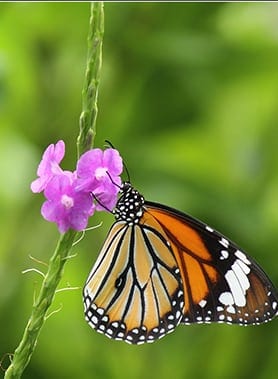Mangalore Sammilan Shettys Butterfly Park Portrait Image