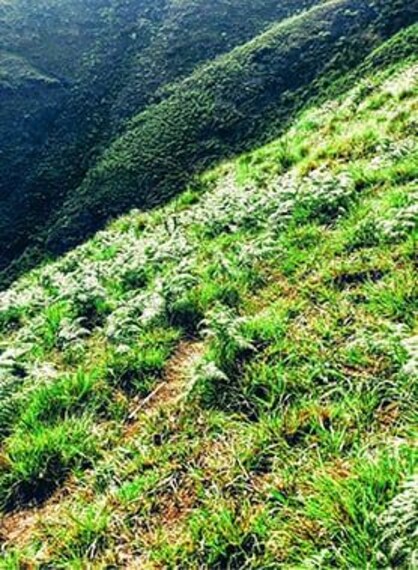 Mangalore Mangaladevi Temple Portrait Image