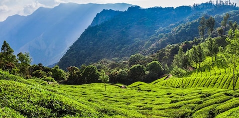 Nilgiri Tea Plantations