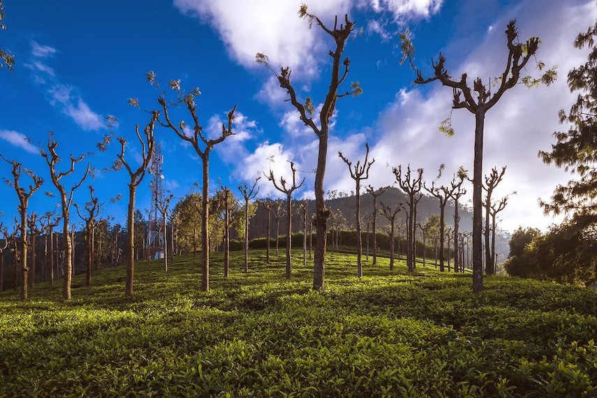 nilgiri-tea-plantations-masinagudi-2