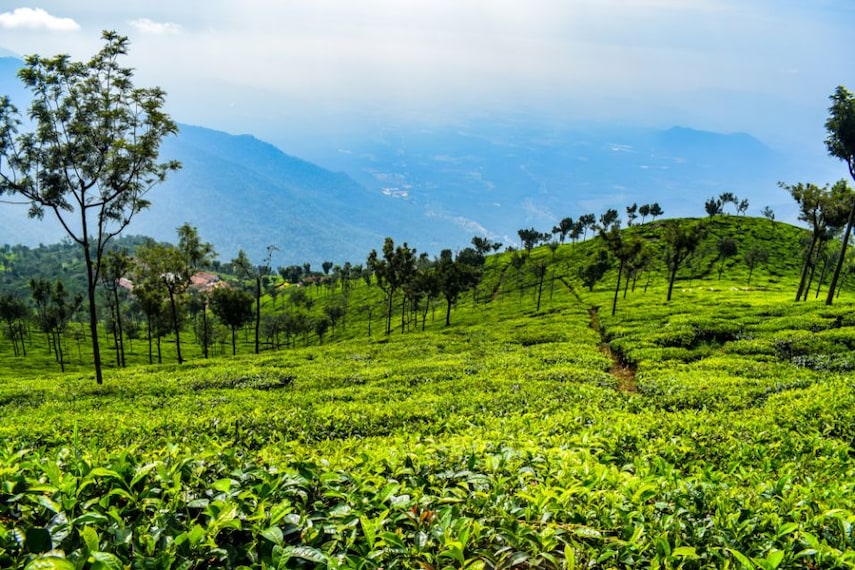 nilgiri-tea-plantations-masinagudi-3