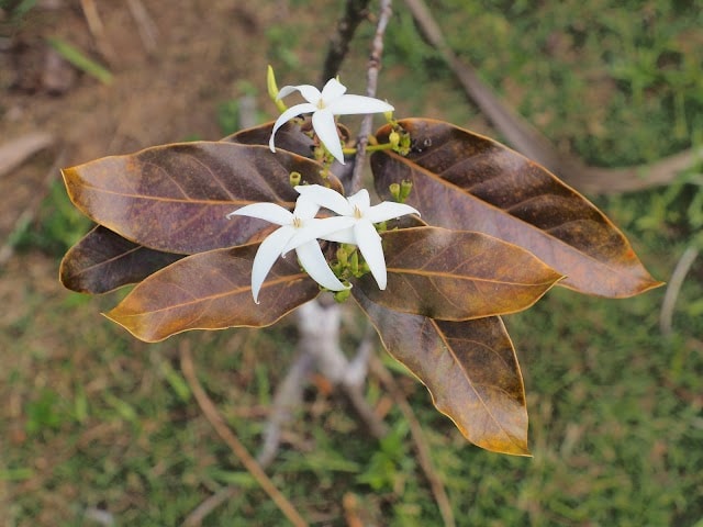 Grande_Montagne_Nature_Reserve_2