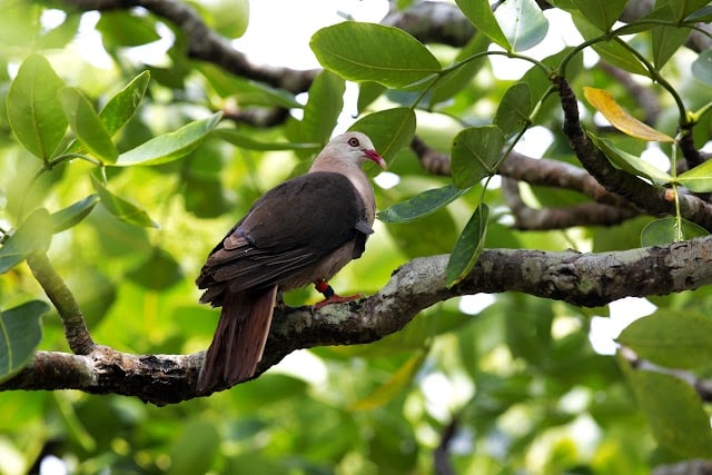 Ile_Aux_Aigrettes_Nature_Reserve_2
