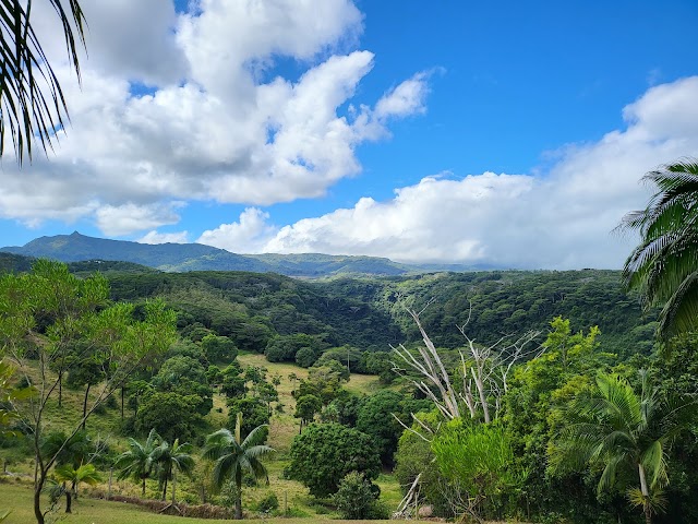 Lavielleon_Natural_Forest_2