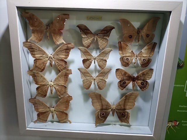 National_History_Museum_3