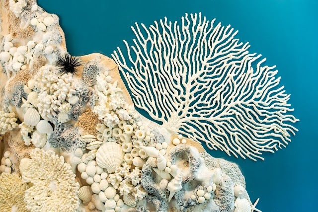 World_of_Seashells_2