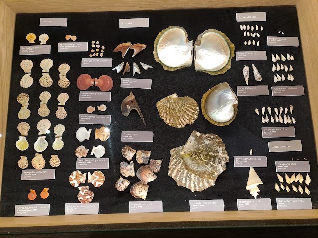 World_of_Seashells_3
