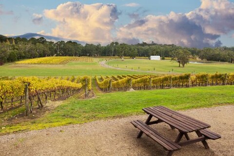Wine Tour of Yarra Valley
