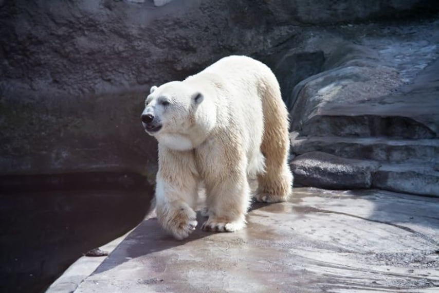 moscow_moscow_zoo