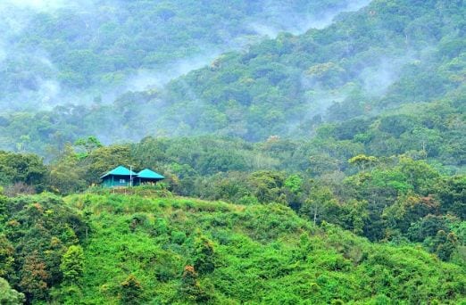 munnar_pampadum_shola_national_park