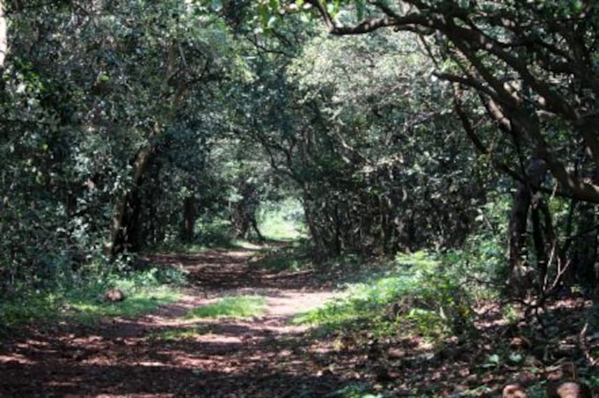 murud-janjira_phansad_bird_sanctuary