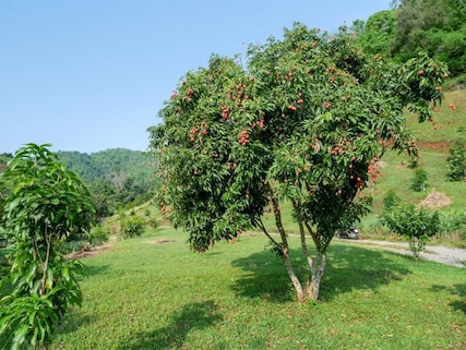 Litchi Gardens