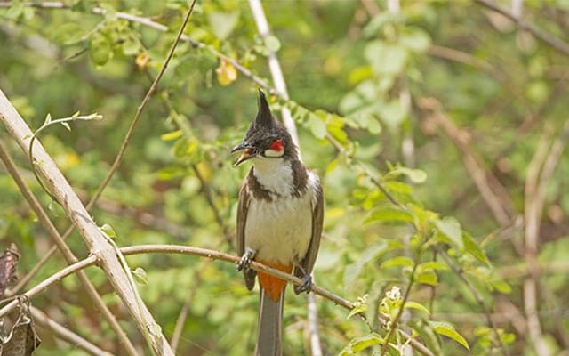 Nagarhole National Park