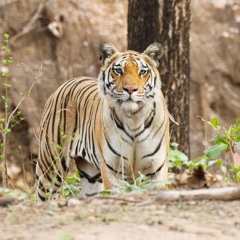 Pench National Park