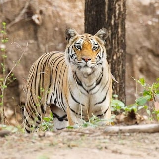 Visit Pench National Park