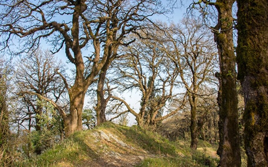 Nainital Trekking Landscape Image
