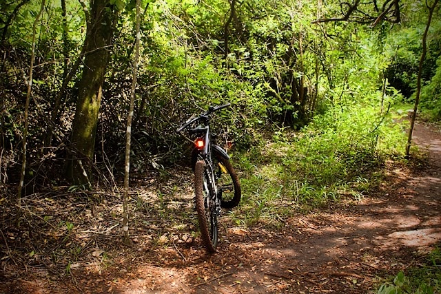 Nairobi_Road_Forest_Sanctuary_2