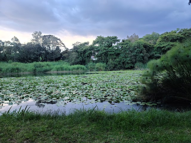 Nairobi_Road_Forest_Sanctuary_4