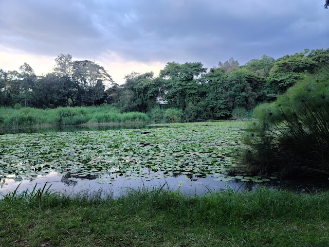 Nairobi Road Forest Sanctuary | Nairobi - What to Expect | Timings ...