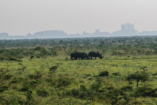 Wildlife_Safari_at_Nairobi_National_Park_3