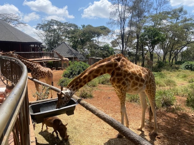 Giraffe_Centre_1