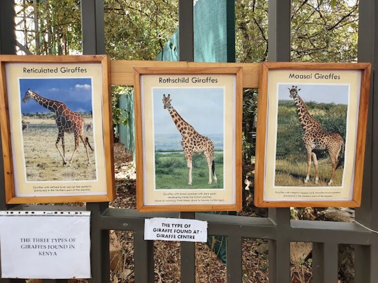Giraffe_Centre_3