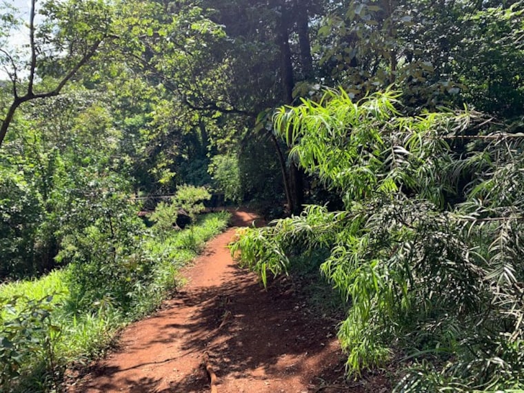 Karura_Forest_2