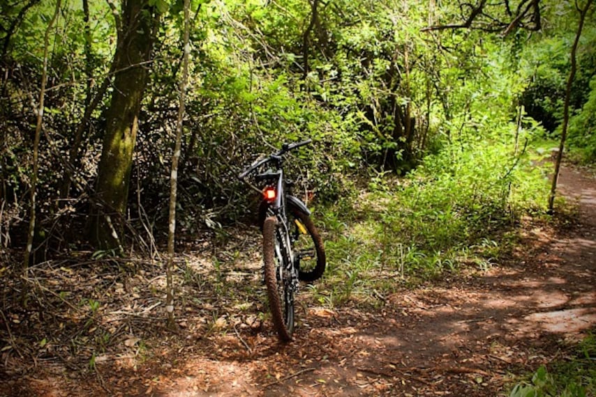 Nairobi_Road_Forest_Sanctuary_2