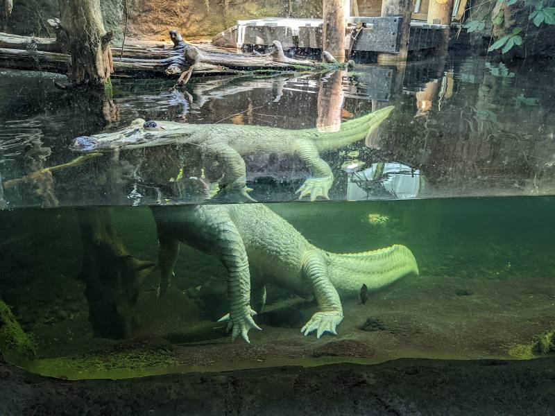 New_Orleans_Audubon_Aquarium_5