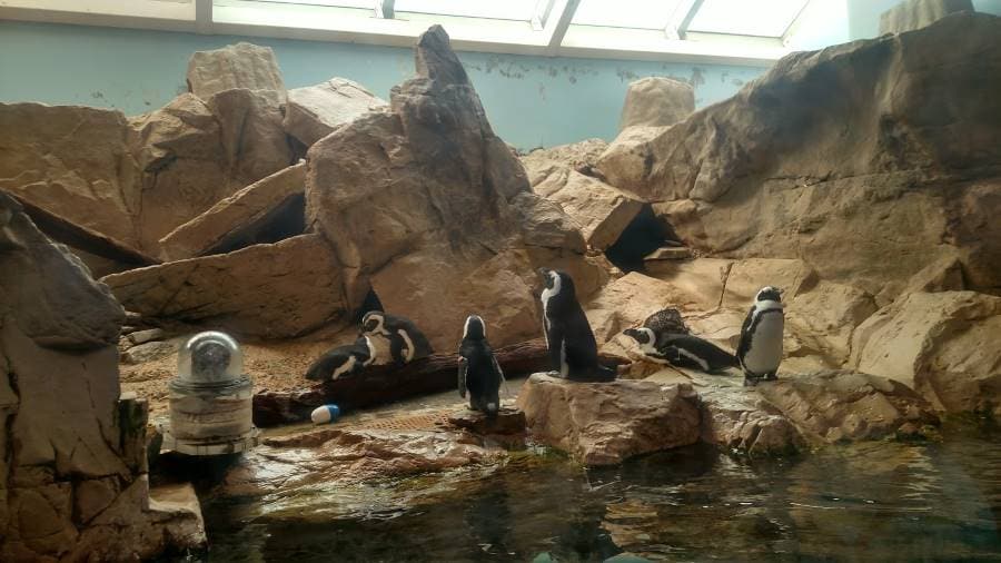 New_Orleans_Audubon_Aquarium_6